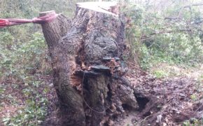 tree surgeon winch