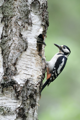 Never cut back trees during the nesting season - it is not allowed!