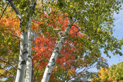 Silver birch trees are best trimmed around autumn time when they are not actively growing.