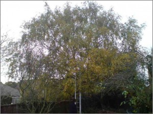 Tree crown lifting Tilbury
