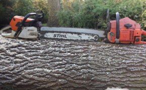 Hadleigh, South Benfleet & Rawreth tree removal