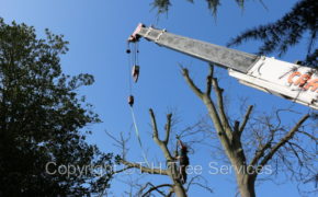 Tree removal with a crane