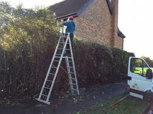 cutting back hedges in Wickford