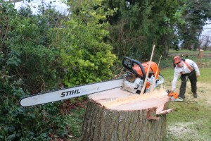 Tree removal Rochford