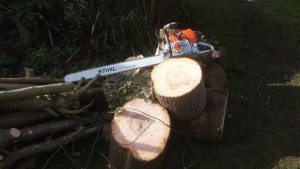 Purleigh tree & stump removal