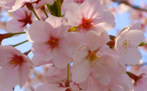 Cherry Blossom