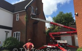 ivy removal