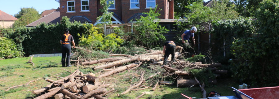 Upminster Tree Felling & Tree Removal