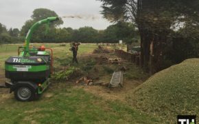 Felling Conifer Trees In Rayleigh
