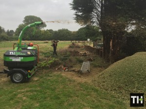 Felling Conifer Trees In Rayleigh