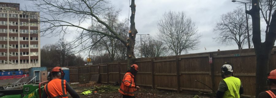 Southend tree fella, T.H Tree Services