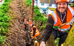 Conifer Tree Trimming In Rayleigh