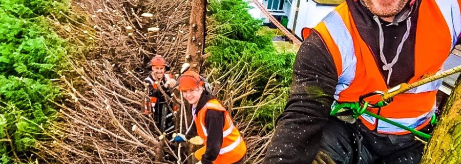 Conifer Tree Trimming In Rayleigh