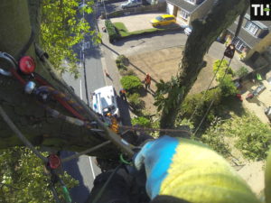 Horse Chestnut Tree Removal In Wickford By T.H Tree Services