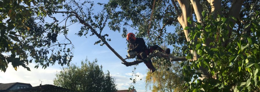 eucalyptus tree removal in rayleigh