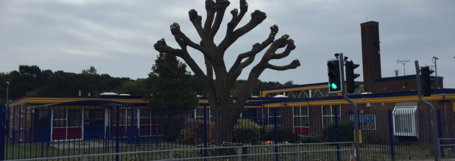 Willow Tree Pollarding For A Local School In Benfleet
