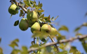 Pear Tree ID
