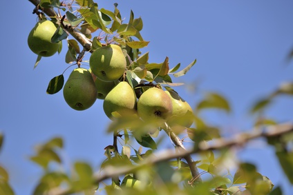 Pear Tree ID