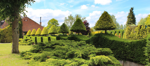 Yew tree pruning