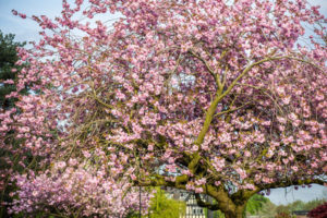 Cherry tree