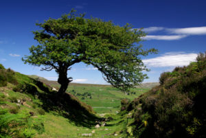 Hawthorn tree pruning