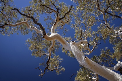 Eucalyptus tree pruning