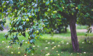 Green apple tree