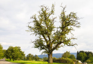 As old pear tree
