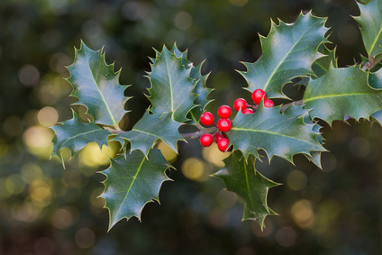 Holly Tree pruning