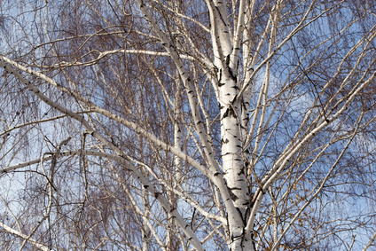 Silver birch tree
