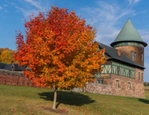 Maple tree pruning