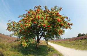 Rowan tree pruning