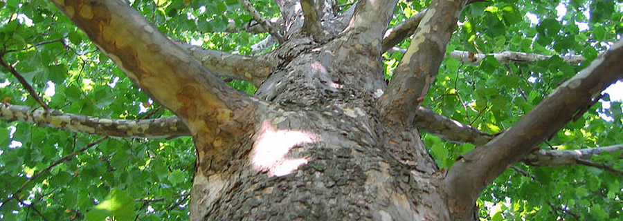 When Should I Prune My Sycamore Tree Tree Surgeons Essex T H Tree Services Tree Care