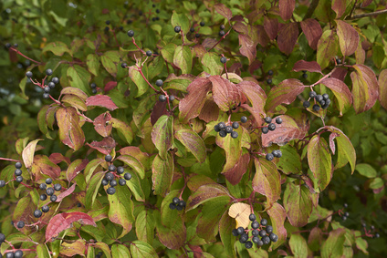 Dogwood tree pruning