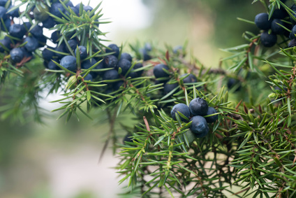 Juniper tree pruning