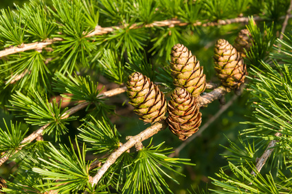 Larch tree pruning