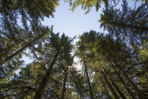 Douglas fir tree pruning