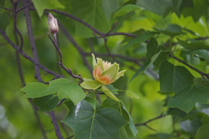 Tulip tree pruning