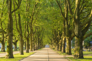 London plane tree pruning