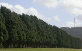 Leylandii tree row