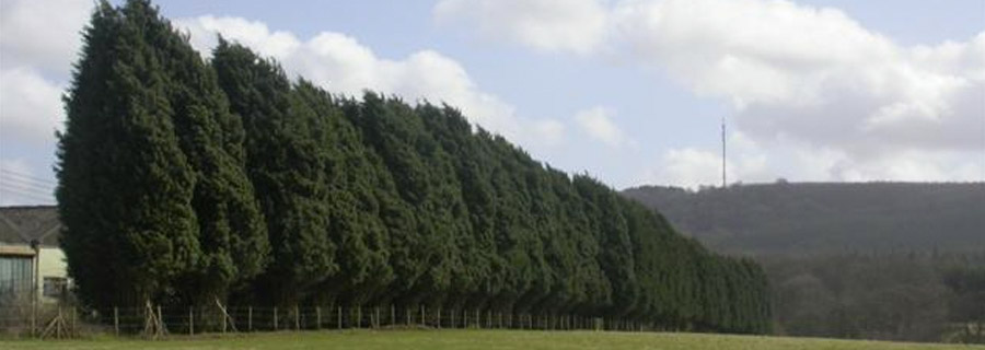 Leylandii tree row