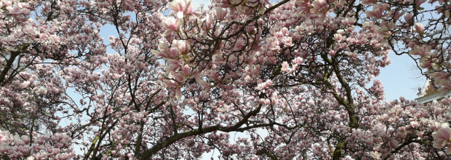 Close-up of a Magnolia Tree