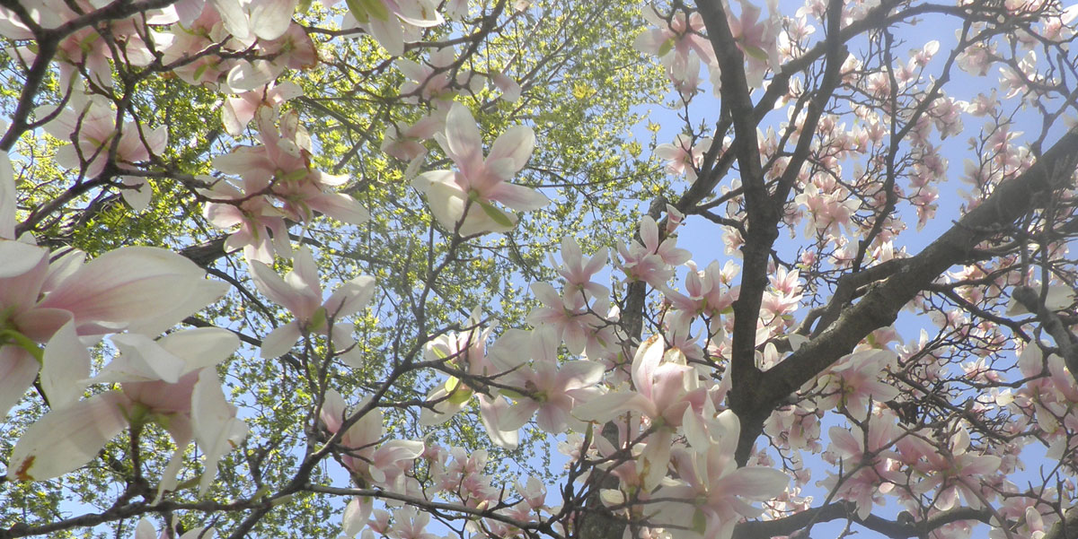Magnolia Tree Close Up