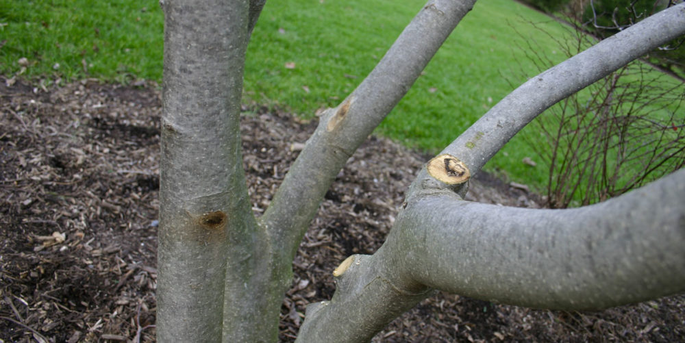 When Is The Best Time To Prune A Magnolia Tree Tree Surgeons Essex