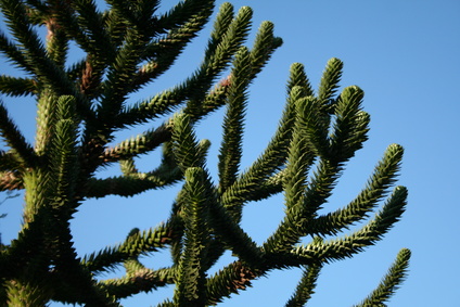 When is the best time for Monkey Puzzle Tree Pruning? Tree Surgeons