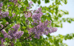 When to prune common lilac
