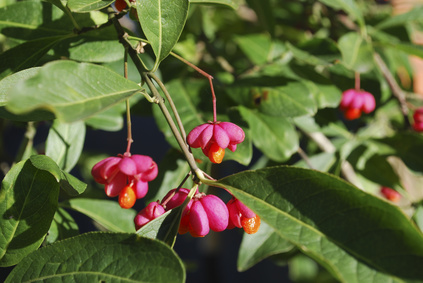 When to prune a spindle tree
