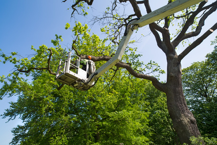 Tree on sale cutter service