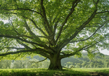 Tree surgery