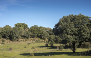 Prune a holm oak